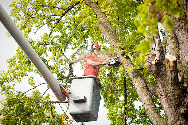 Best Hazardous Tree Removal  in South Fulton, TN