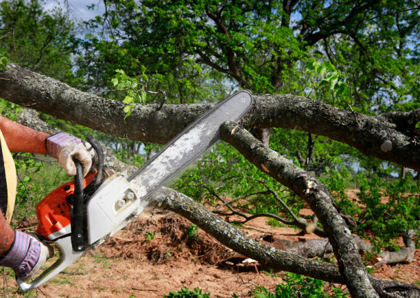 How Our Tree Care Process Works  in  South Fulton, TN